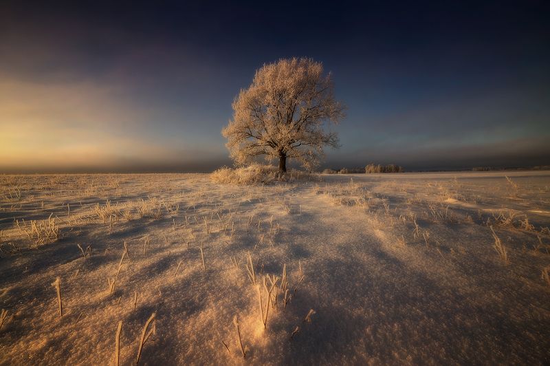 winter, tree, snow, frost, cold, field Cold winter morning фото превью