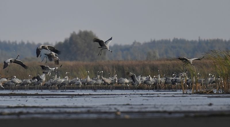 żurawie фото превью