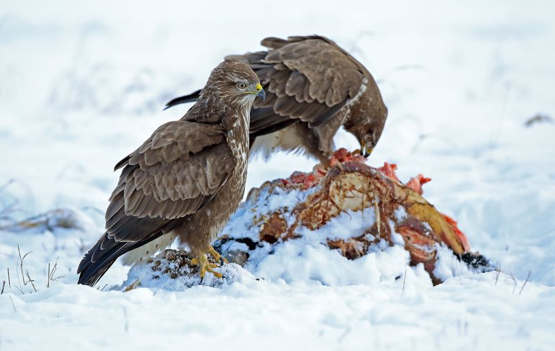 Пиршество. фото превью