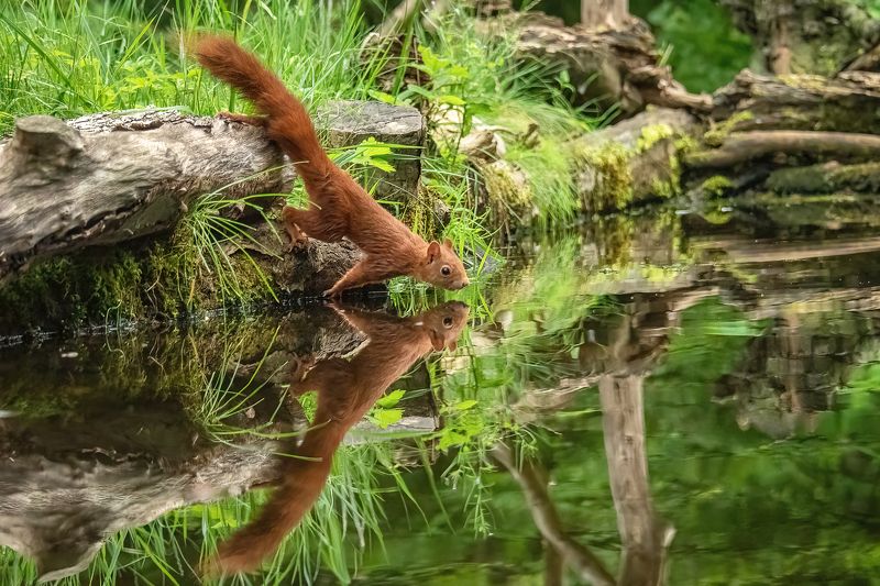 red squirrel; ecureuil; squirrel; animal; mammal; wildlife; rodent, france Red Squirrel фото превью