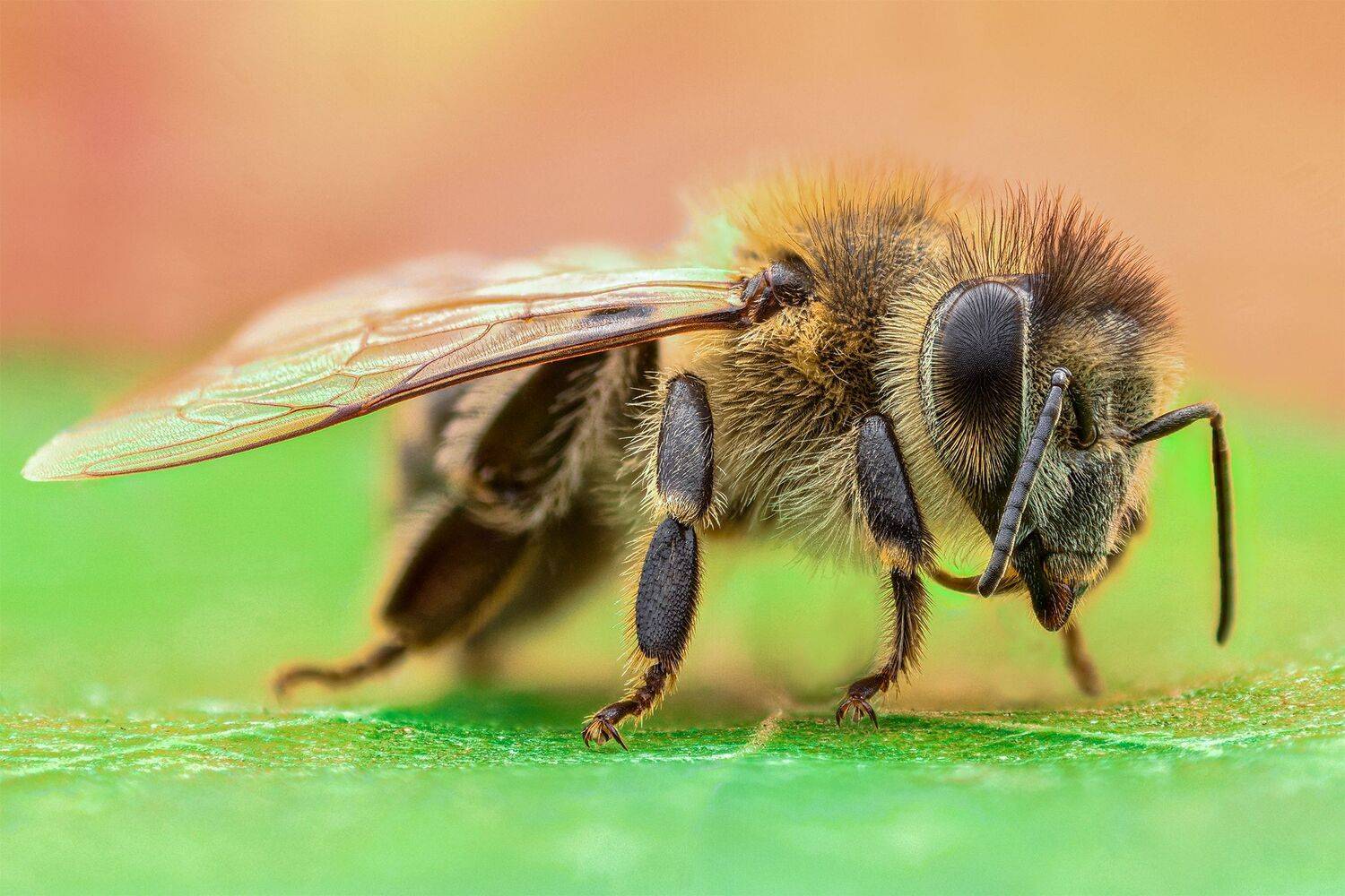 ceclii, macro, d7200, lomo 3.7, Tsvetan Ganev