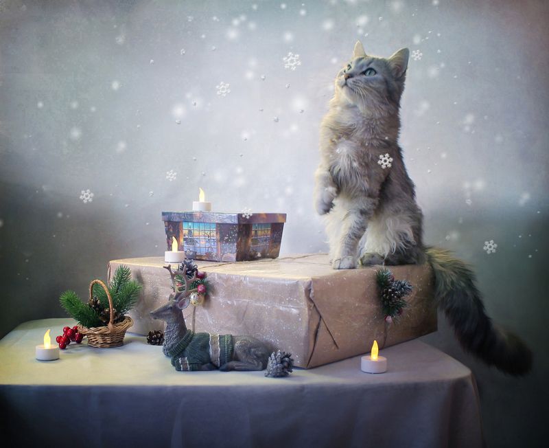 кошки, котики, животные, питомцы, новый год, рождество, композиция, постановочное фото Хотите немного новогодней кошачьей магии? фото превью