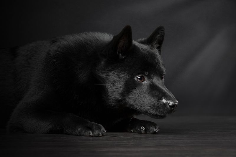 Охотник фото превью