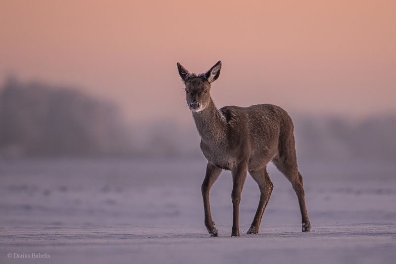 Благородный олень фото превью