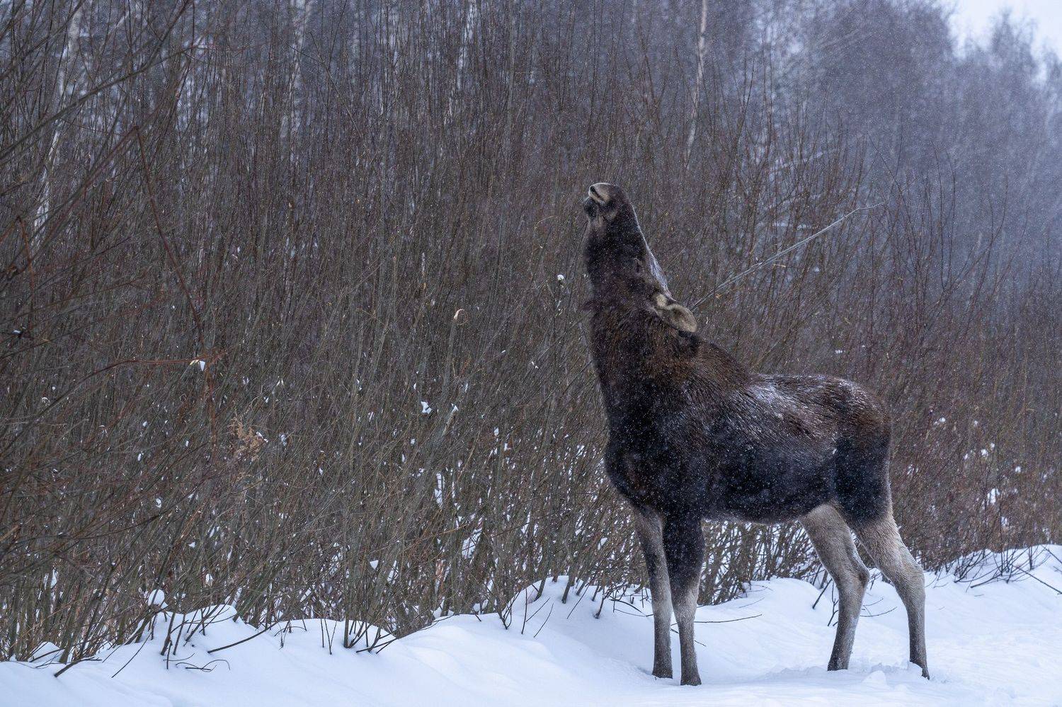 лось, лосиный остров, Баландин Дмитрий