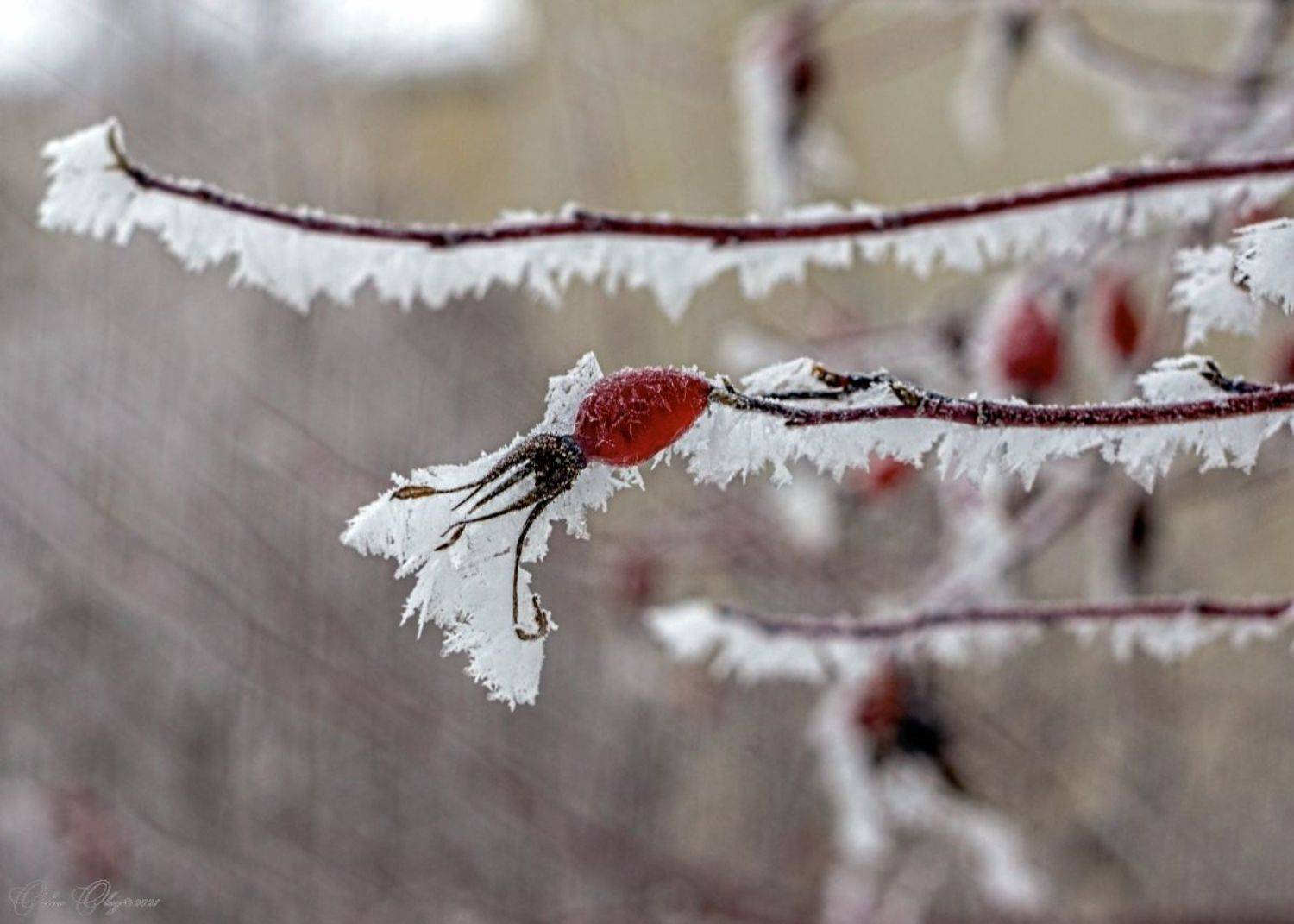 , Орлов Олег