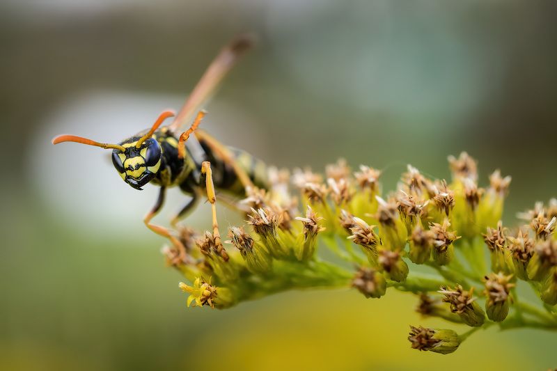 Из жизни насекомых фото превью