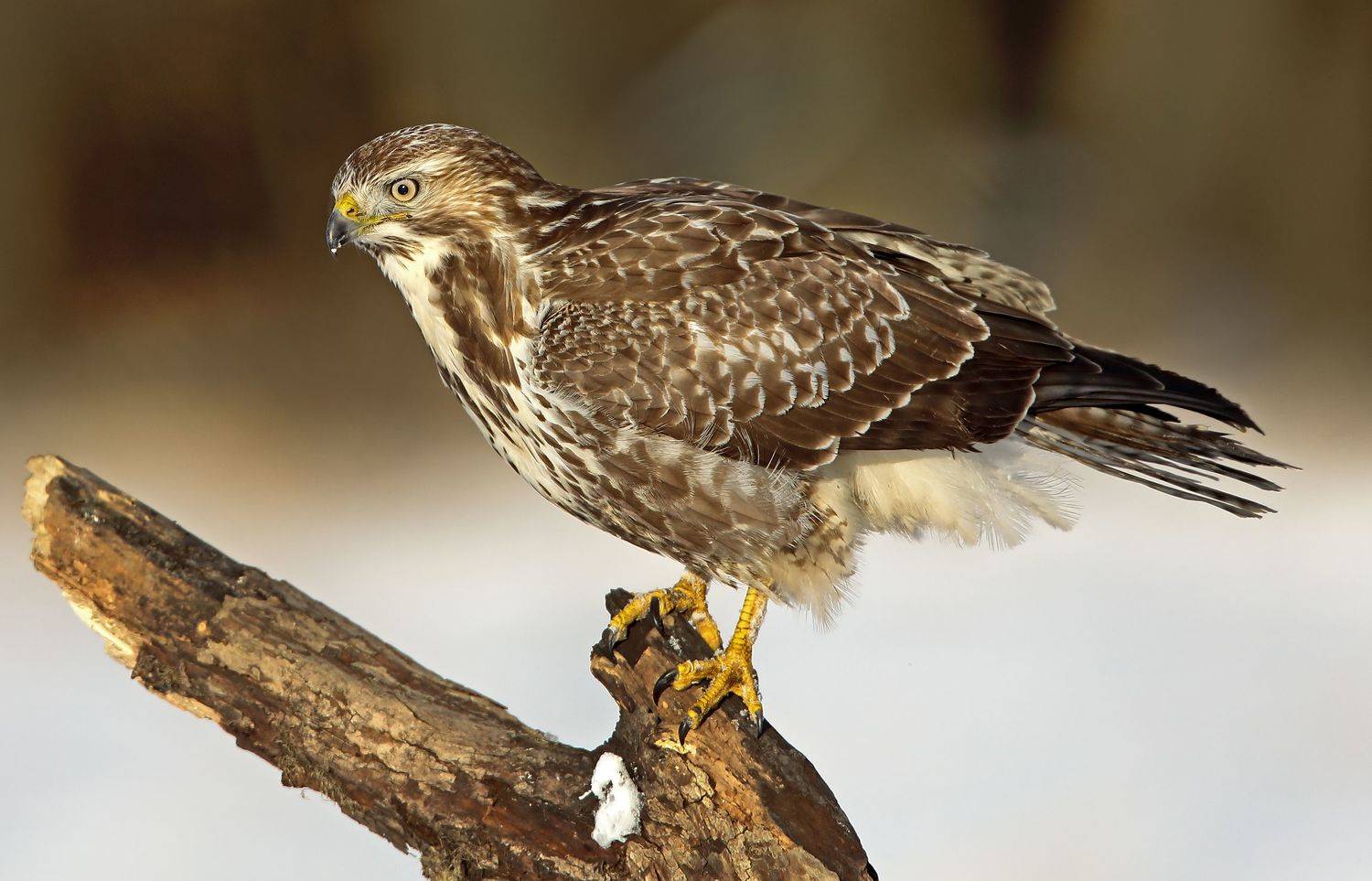 , Александр Гусар