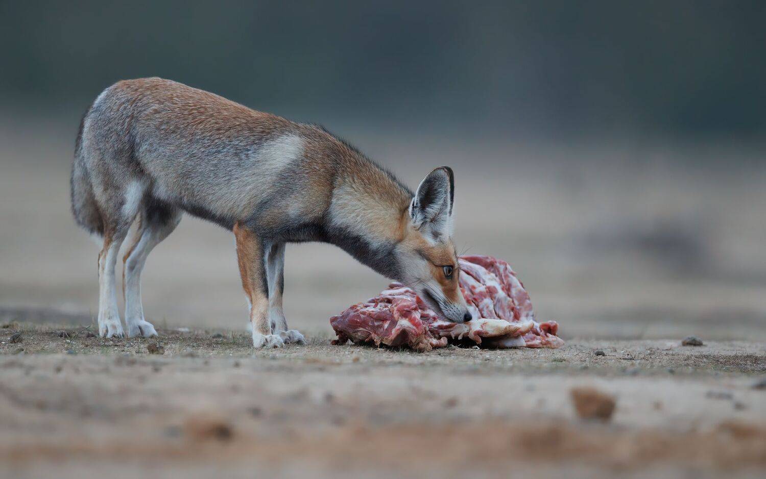 , Евгений Фруман