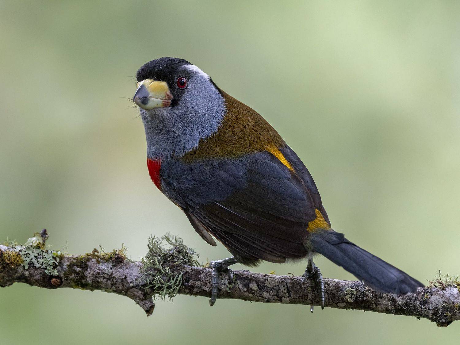 , Fernando Burgalin Sequeira