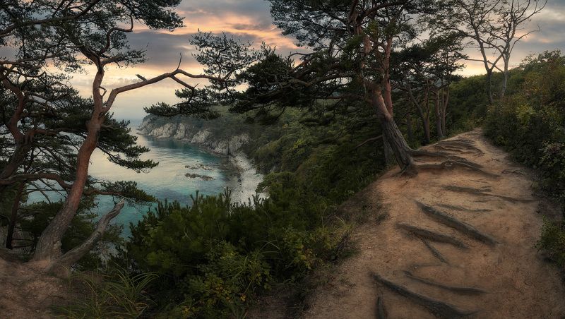 панорама, море, сосны *** фото превью