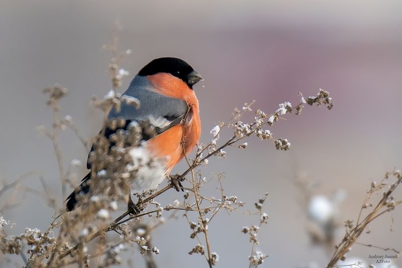 gil фото превью