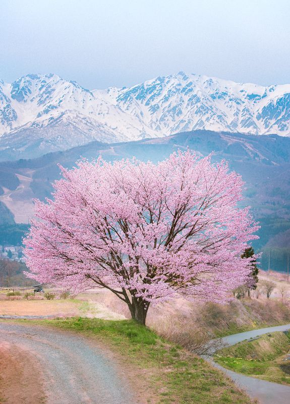 cherry blossom and snow moutain фото превью