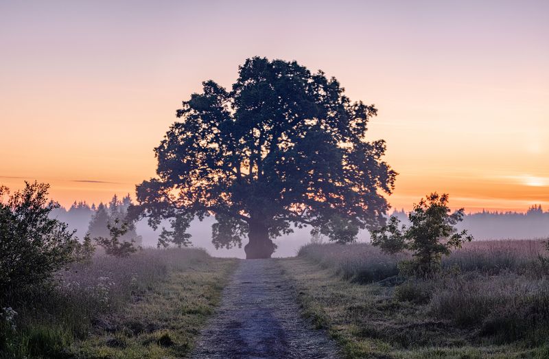 Дуб черешчатый фото превью