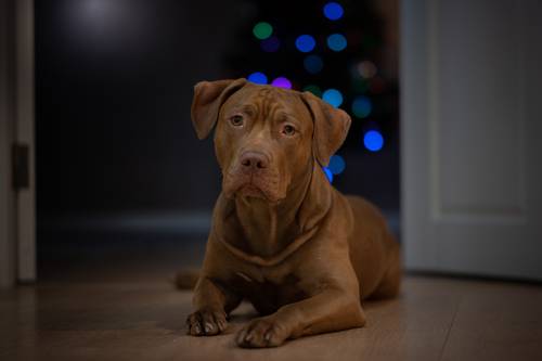 Новогоднее