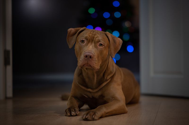 apbt, pitbull, питбультерьер, юта, Новогоднее фото превью