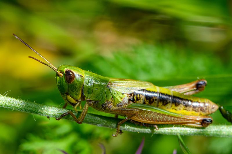 Grasshopper фото превью