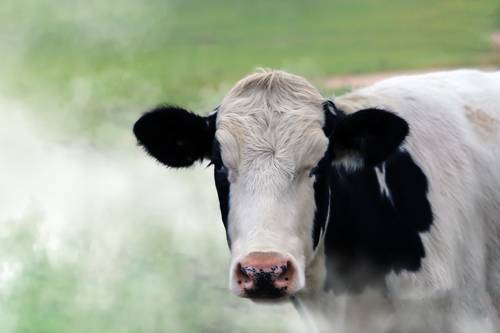 landscape with cows grazing