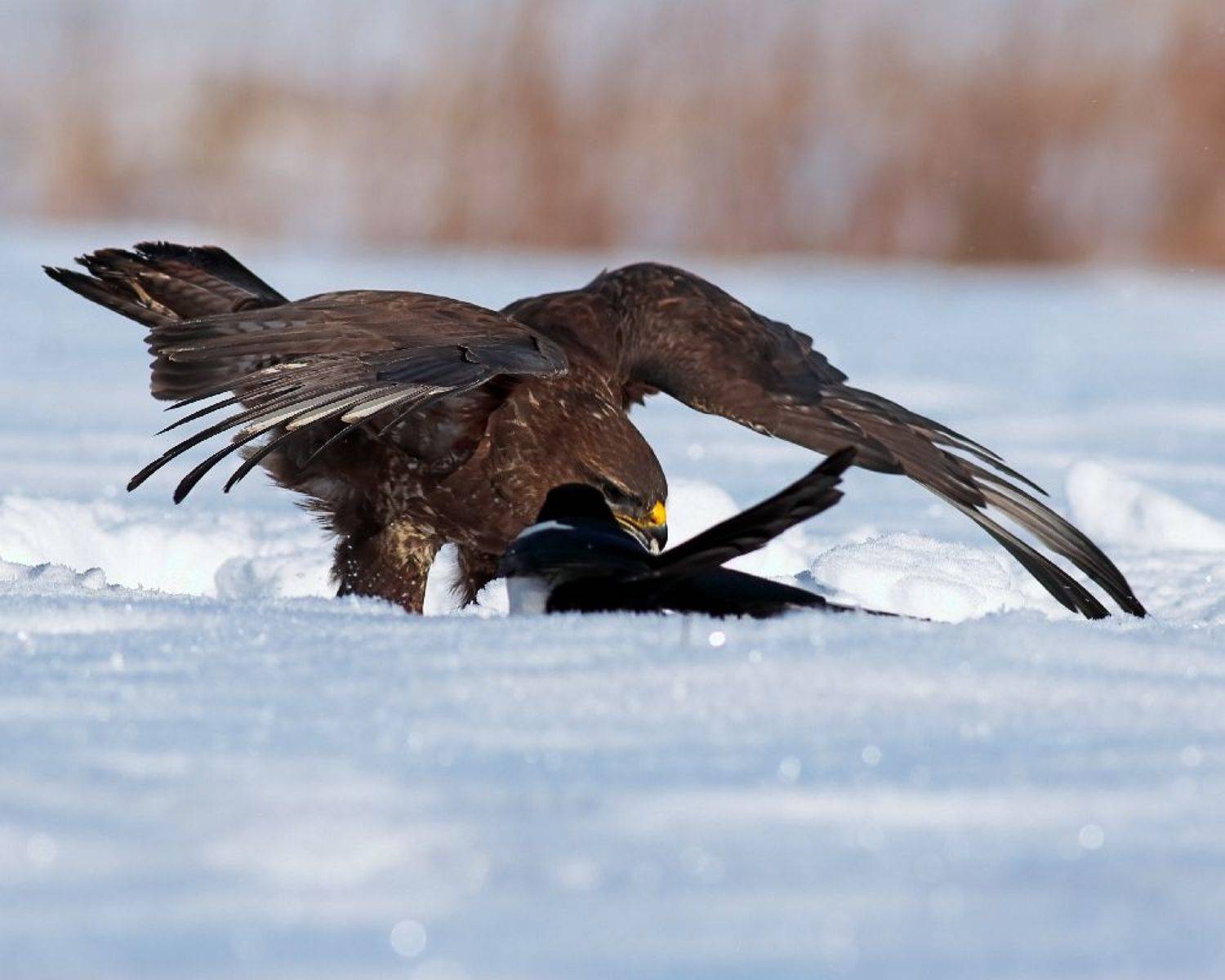 , Георги Славов