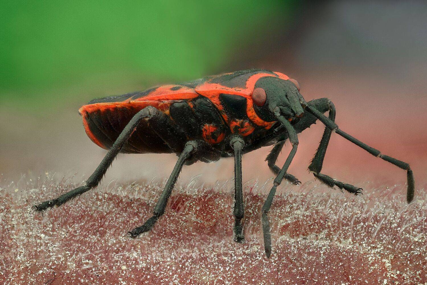 ceclii, macro, d7200, lomo 3.7, Tsvetan Ganev