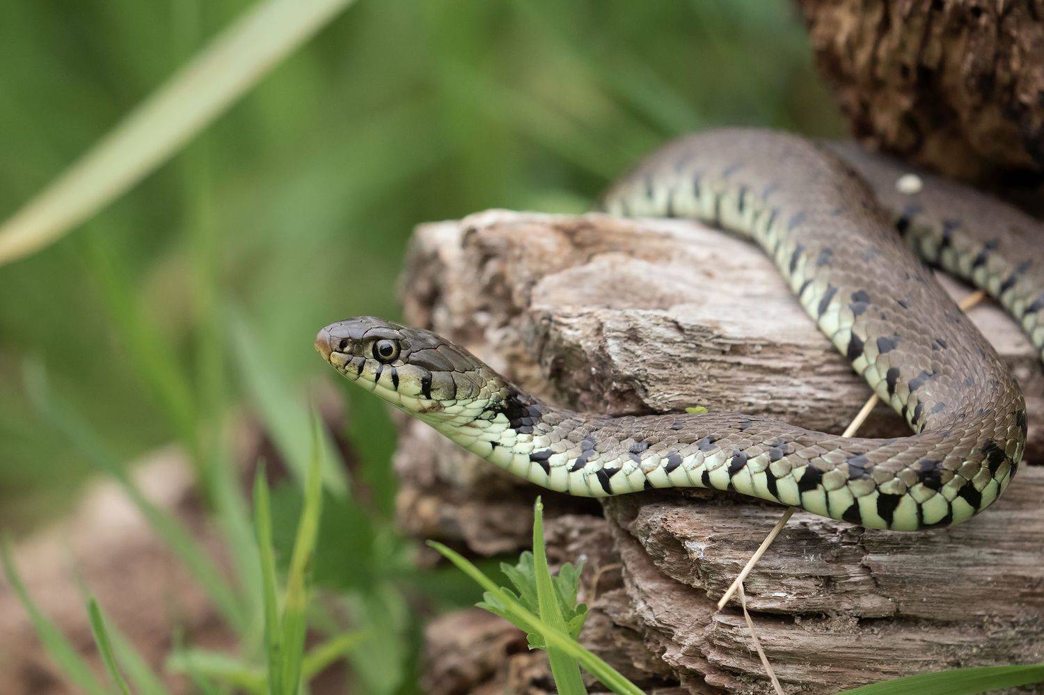 Grass Snake, Animals, Nature, Wildlife, Woods, Grass, Canon, MARIA KULA