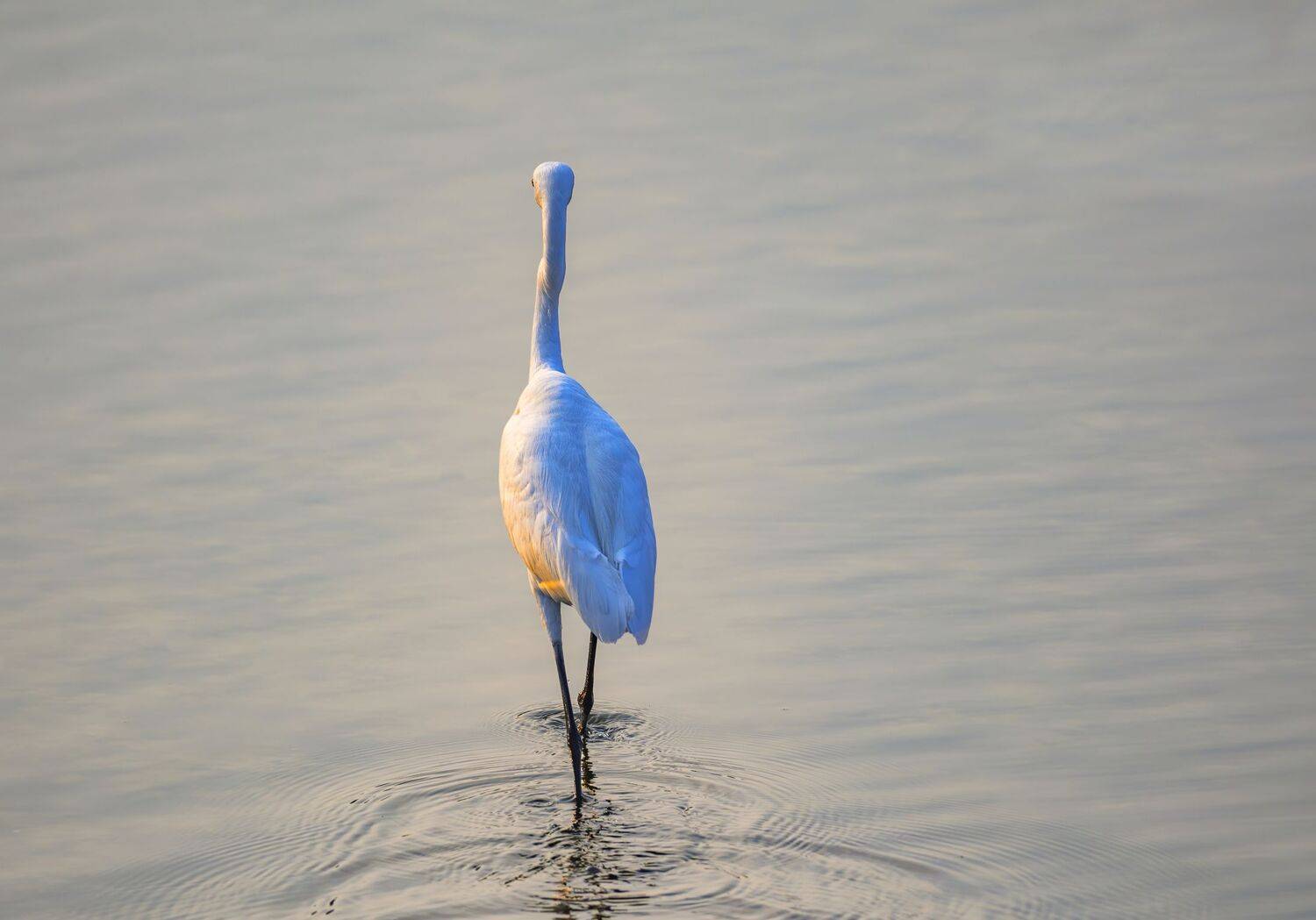 closeup, bird, birds, wild, wings, beauty, nature, swan, feather, spread, little egret,animal,animals,nikon,flamingo,portrait,water, duck, art, G N RAJA