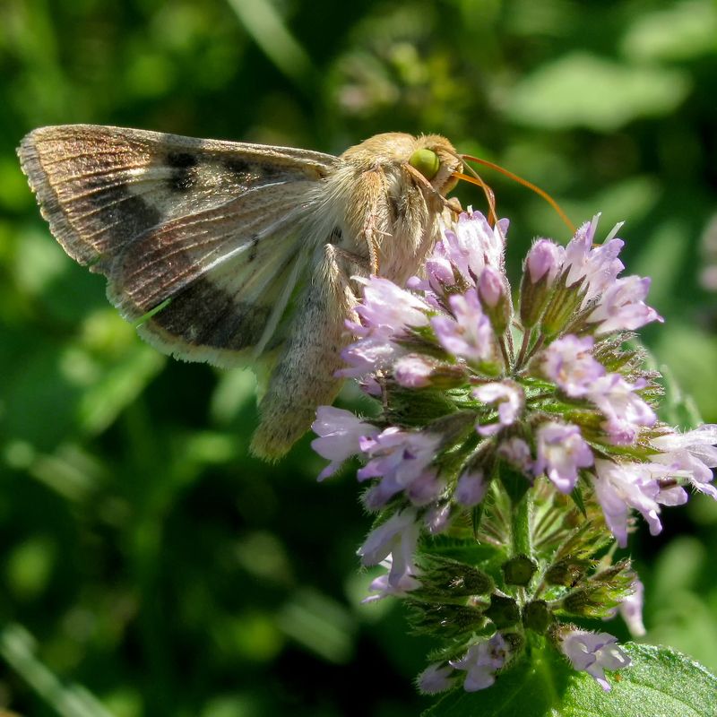 Луговой мотылёк фото превью