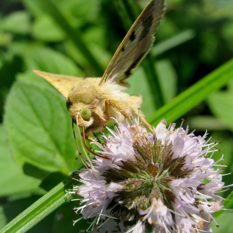 Луговой мотылёк фото превью