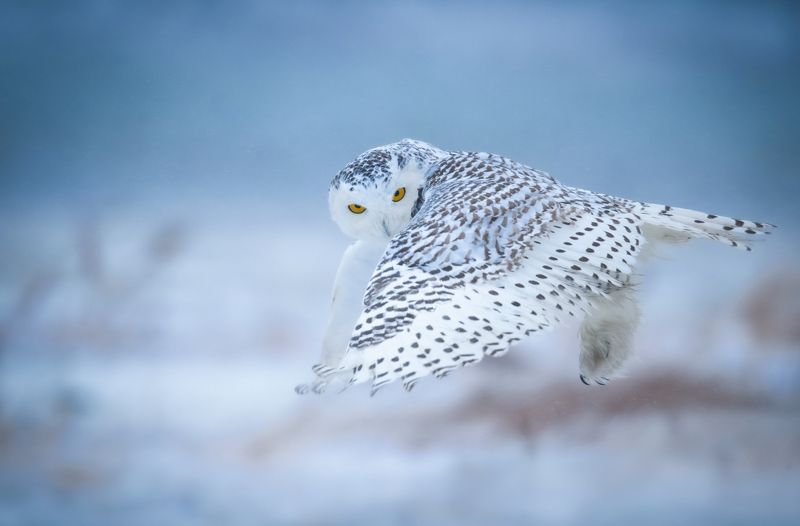 Nomads of the North фото превью