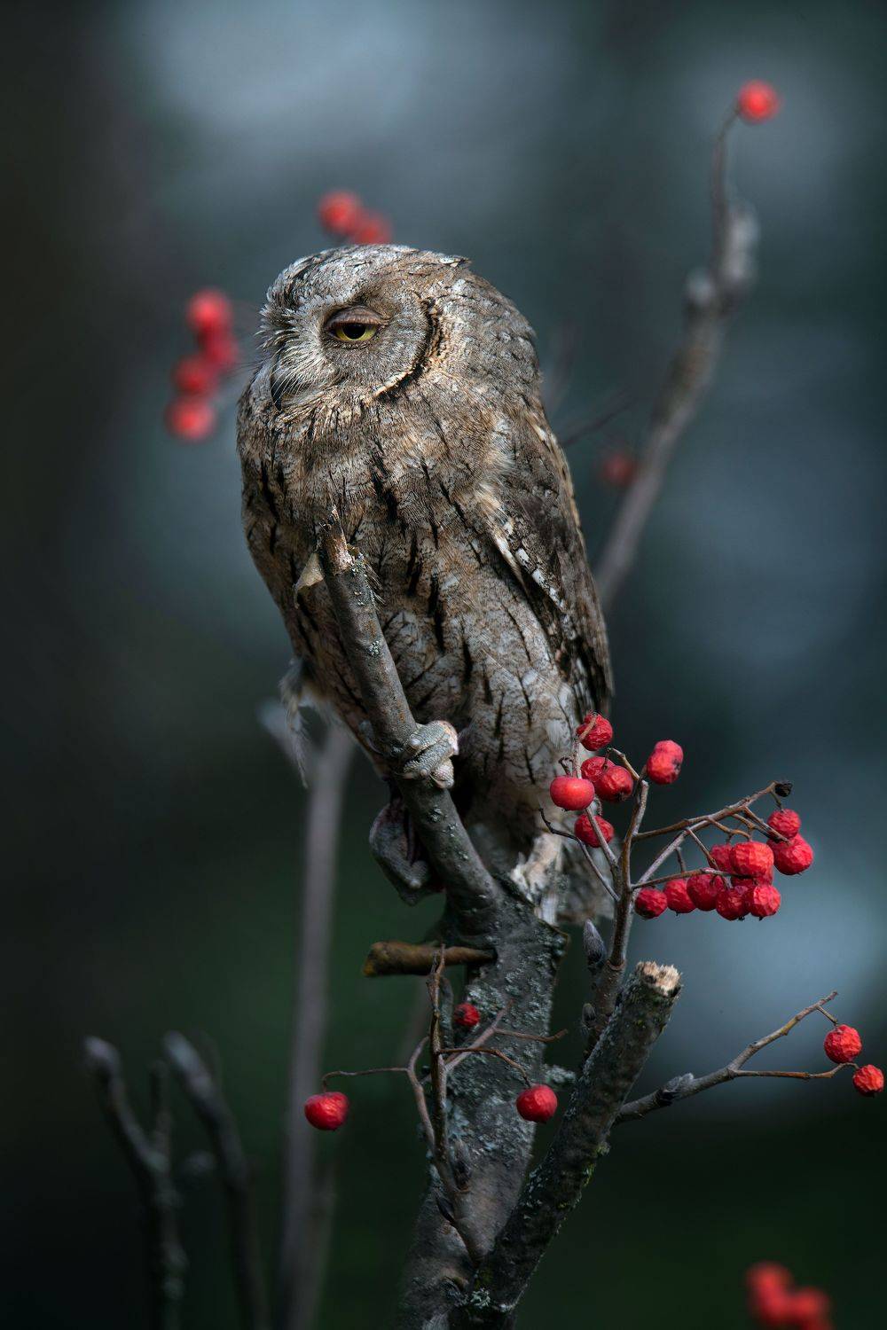 , Чернобай Анна