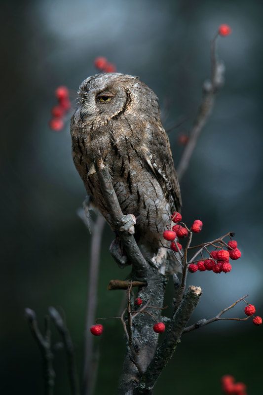 *** фото превью