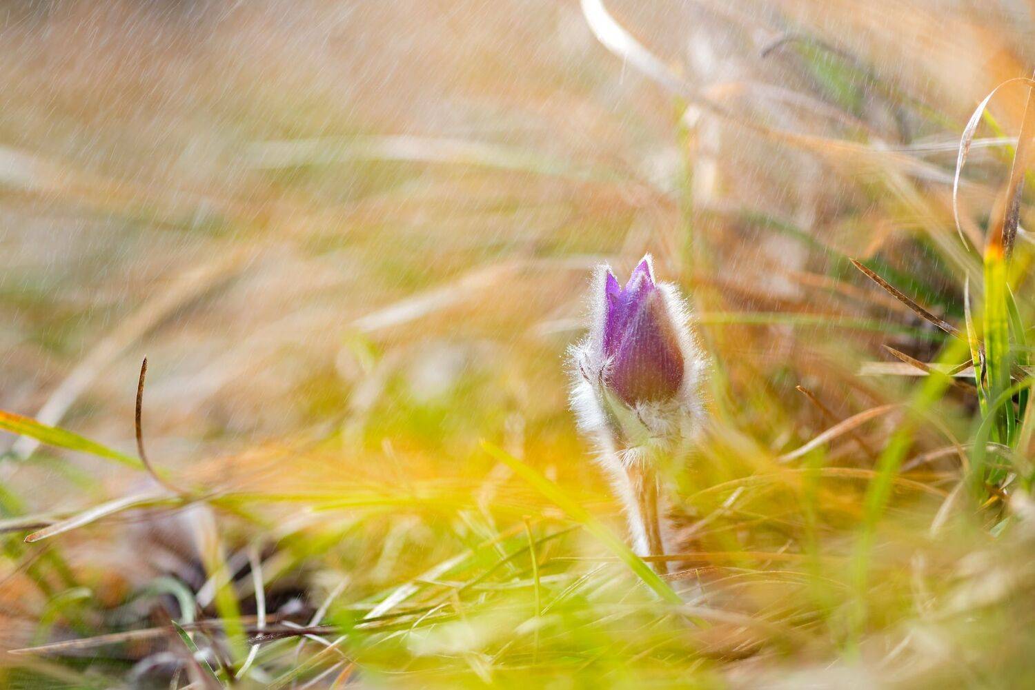 , Mariyana Atanasova - Lucero