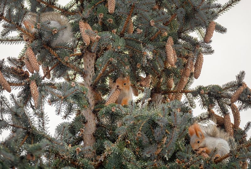 белка, шишка, ель, зима, своя охота.. фото превью