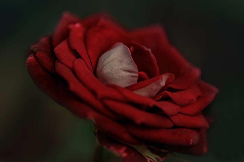 closeup,wild, beauty, nature,feather, spread,nikon,portrait,love,beauty,rose,flower,flowers,peace,red.macro,petals,colors,nature Rose фото превью