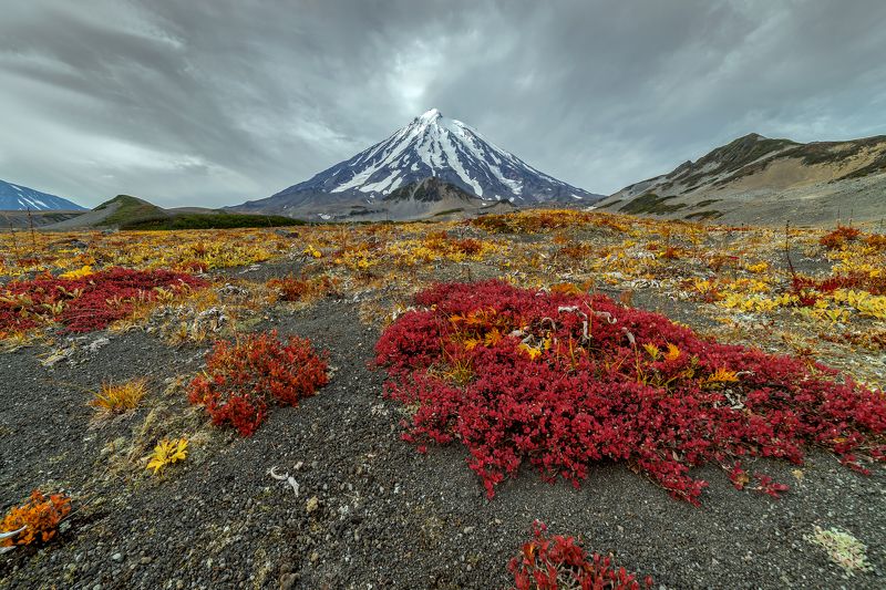 Бархатный пурпур фото превью