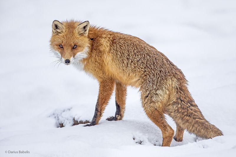 Лисица фото превью