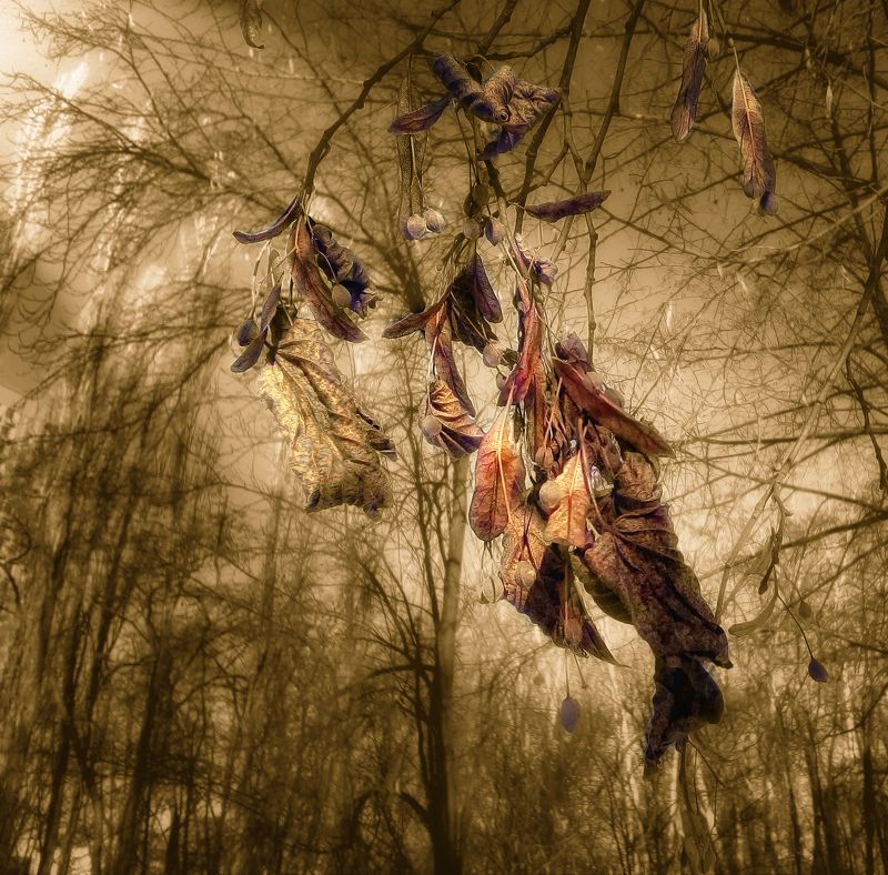 *** фото превью