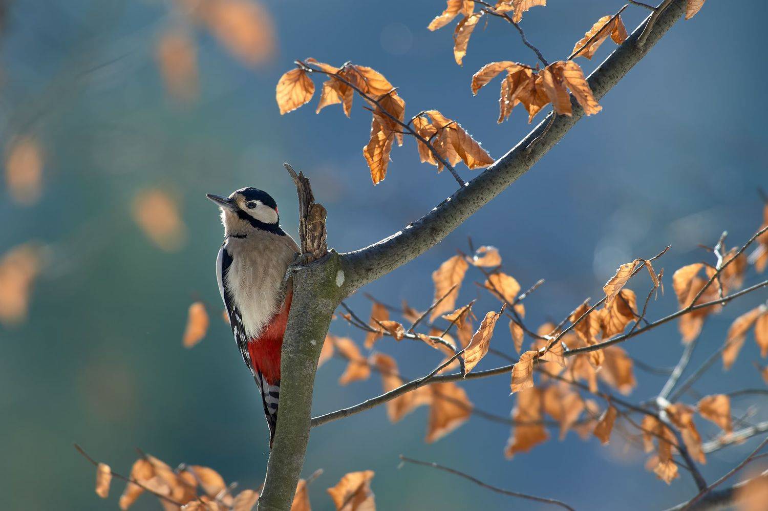 nature, wildlife, birds, Калин Ботев