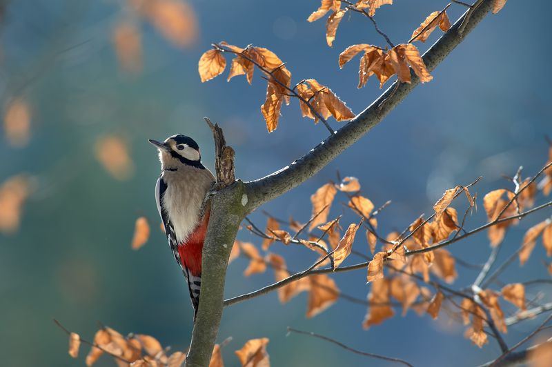 nature, wildlife, birds *** фото превью