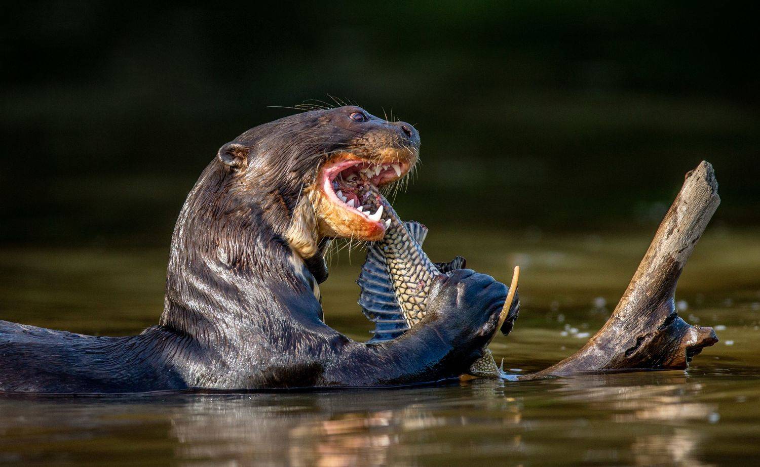 , Гудков Андрей