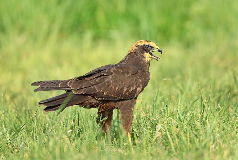Болотный лунь. фото превью