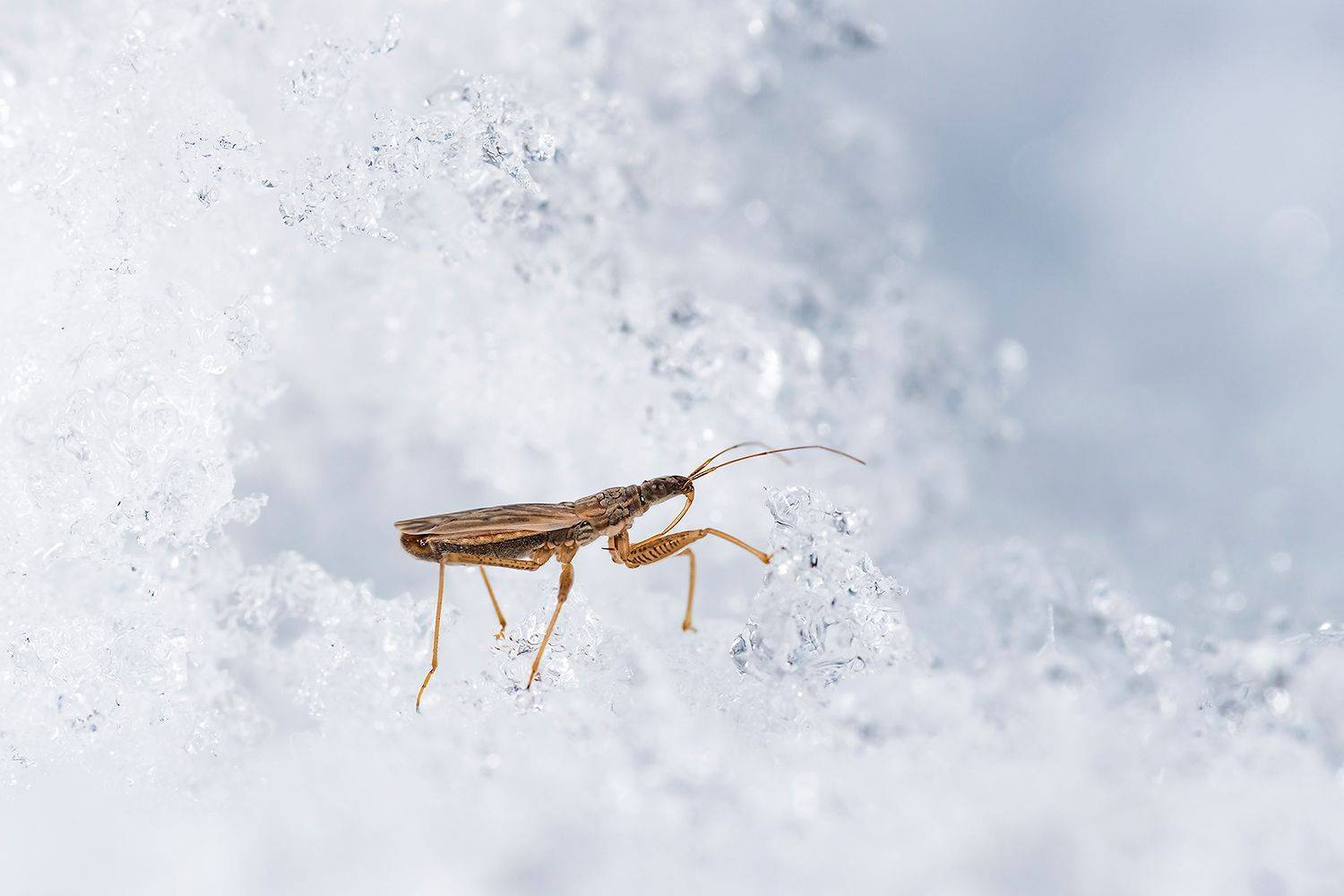 , Александр Абросимов