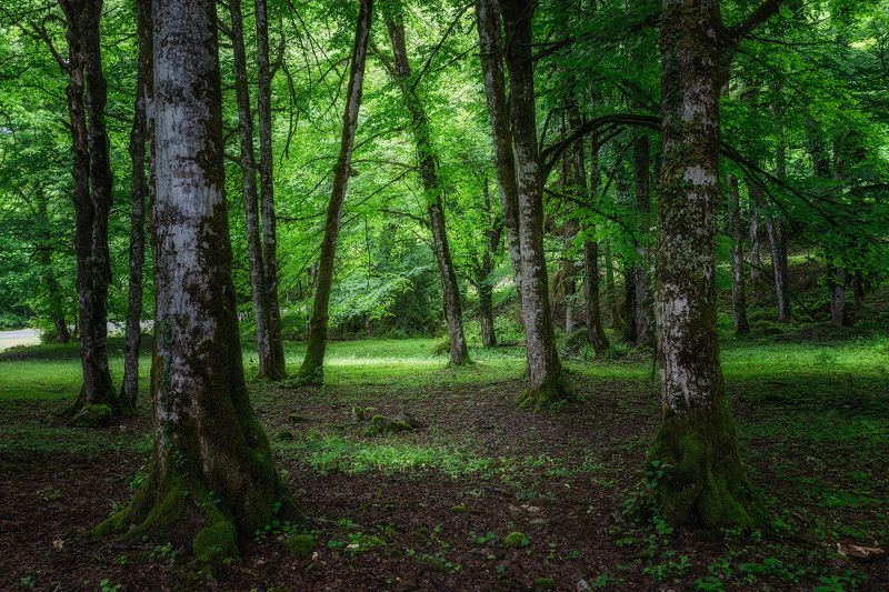 пейзаж, день В лесу фото превью