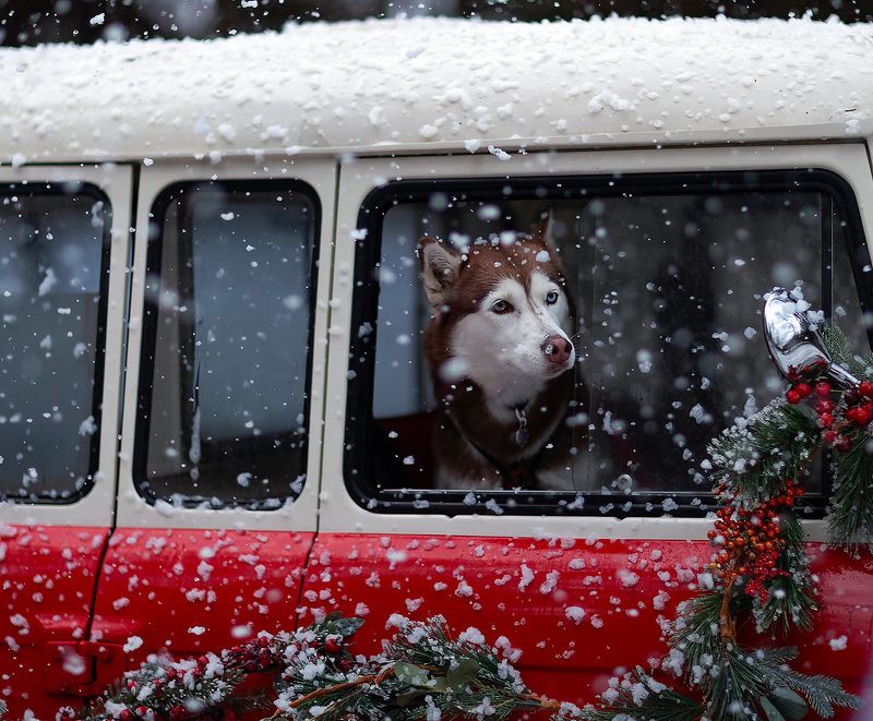 собака,путешествие,сказка,ретро,зима,dog, traveling, winter, magic, retro, nature Сказочное путешествие фото превью