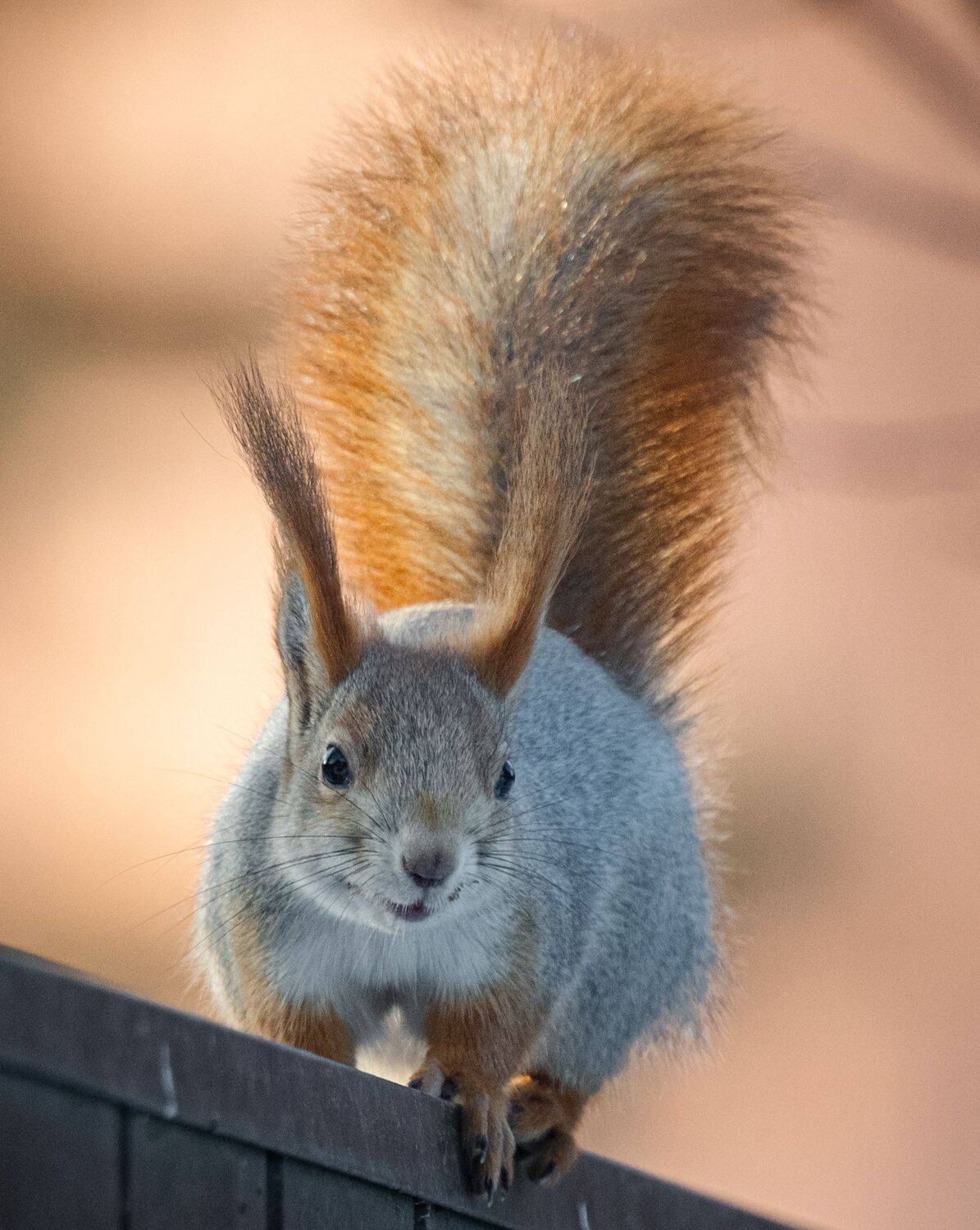 , Курлянцев Алексей