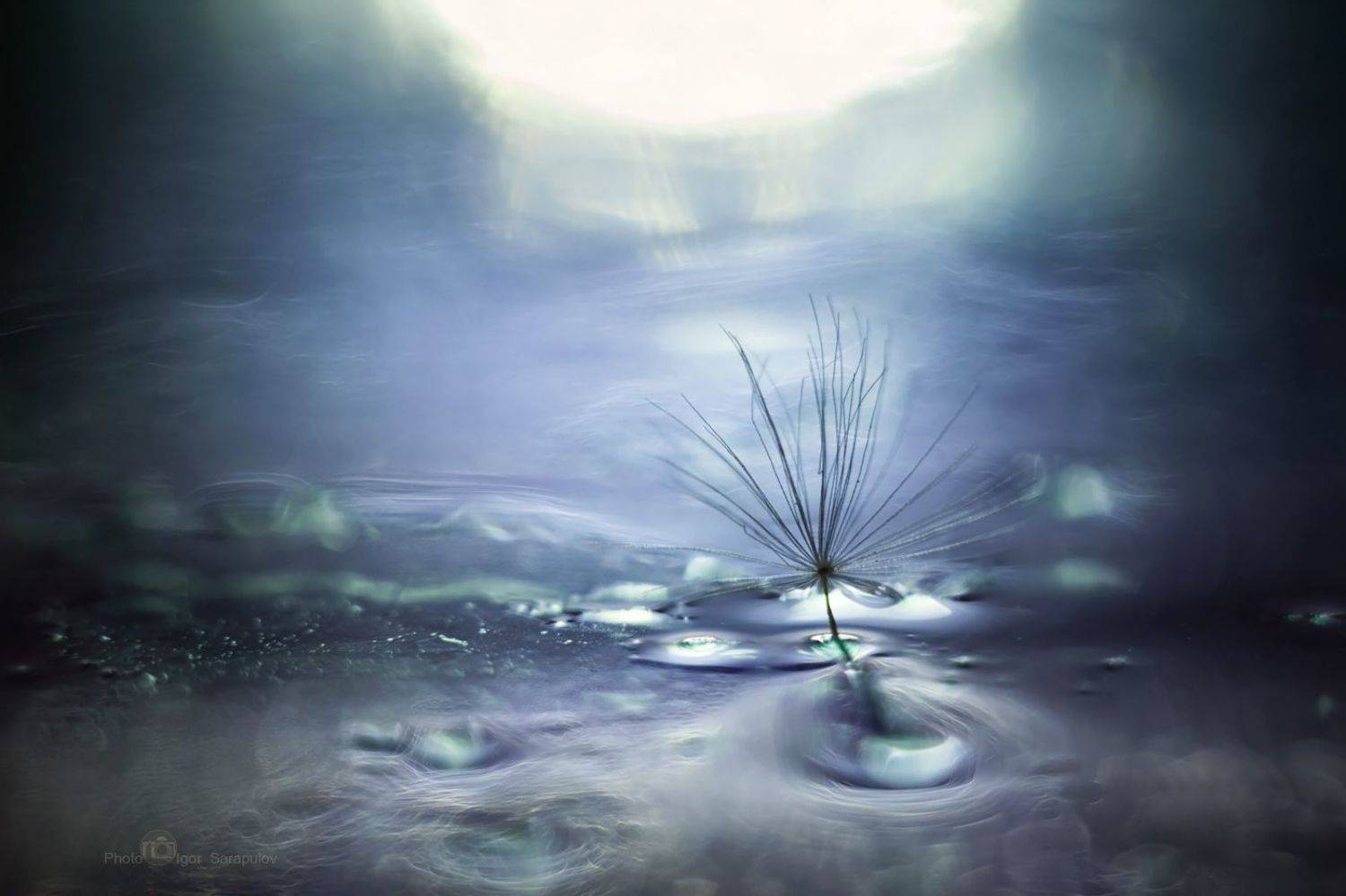 фантазия,  макросъёмка, макро натюрморт,  тьма, свет, макро, ловец снов, крестовник луговой, зонтик одуванчика, сырость, сны, пушок, осень, гелиос 44м, вымысел, волшебные сны, боке, абстракция, live for the story, jacobaea vulgaris, dream hunters,, Сарапулов Игорь