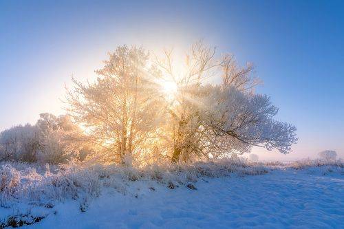 The magic of golden glow