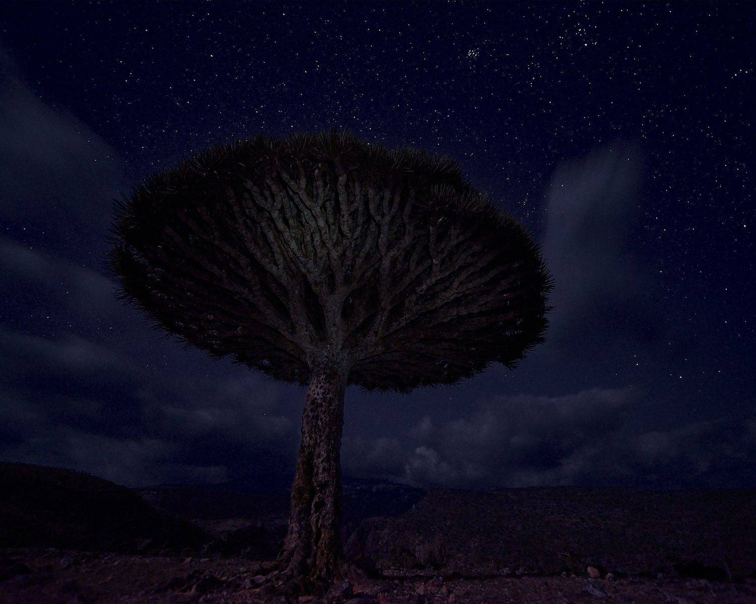 socotra, dracaena, сокотра, драцена, ночь, Андрей Ростовцев