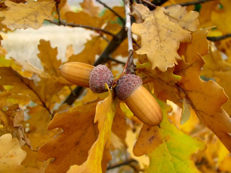 Двойняшки фото превью
