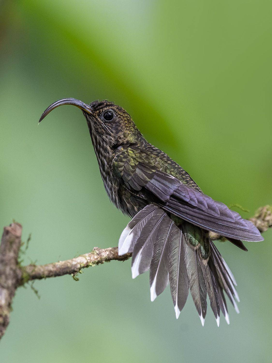 , Fernando Burgalin Sequeira